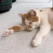 おもちの画像