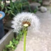 chimeの画像