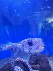 梨華の画像