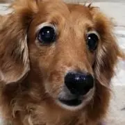 いぬ
