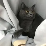 ねねの画像