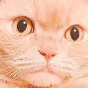 太郎の画像