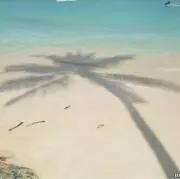 やしの画像