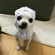 かお