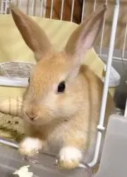 とう