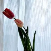 ななななの画像