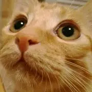 あさひの画像
