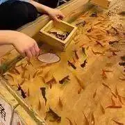 きなこの画像