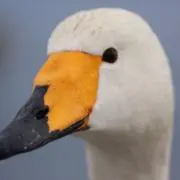 ずっきーの画像