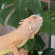 寿限無の画像