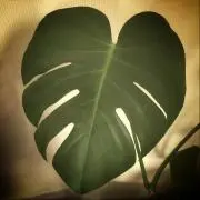 hangzowの画像