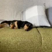 あんの画像