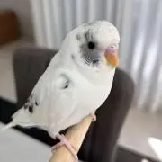 シロピーの画像
