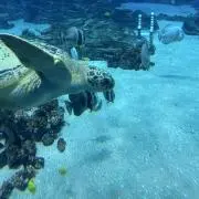 サンライズの画像