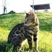 べんがるの画像
