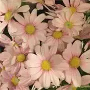 mofumofuの画像