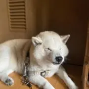 1006の画像