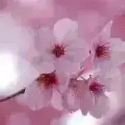 MISAの画像