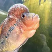 海女乃雑魚の画像