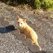 かや