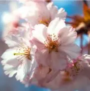 ごさくどんの画像
