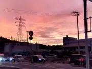 麦芽の画像