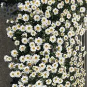 Flowerの画像