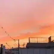 樹の画像
