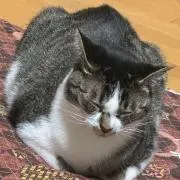 あやさんの画像