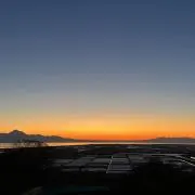 カンナビスの画像
