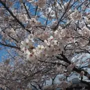 Ｙの画像