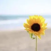NANAの画像