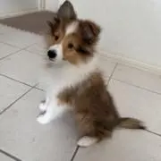 ベーレの画像