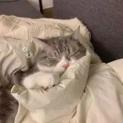 Riの画像