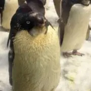 渡辺の画像