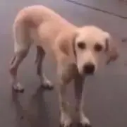 ぱすくち