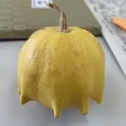 ララララテの画像