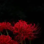 如月╋━─ プロフ必読の画像