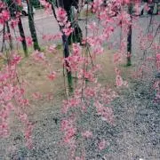 satoの画像