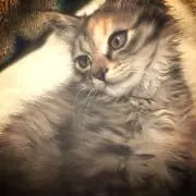 はな