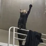 Shi Mの画像