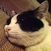 カズラの画像