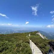 にんじんの画像