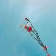 塩むすび