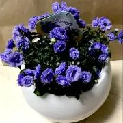 su-uの画像