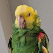 fksmの画像