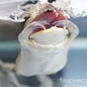 カエルくんの画像