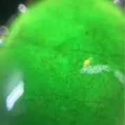VIVIの画像
