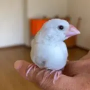 ゆきんこの画像