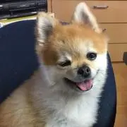 あんピスの画像